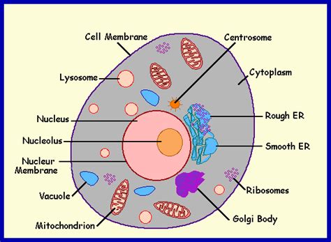 Is a red blood cell an animal cell or plant cell. Science > O'shea > Flashcards > CELL VOCAB & NOTES | StudyBlue