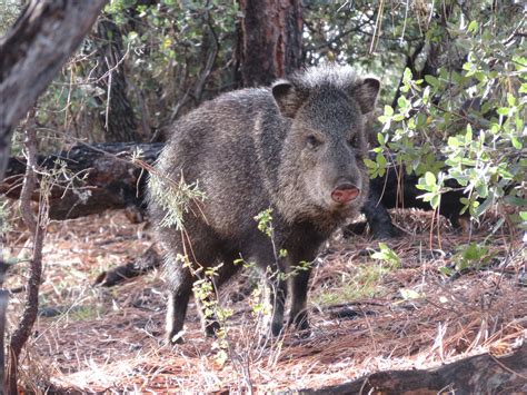 Javelina Haunts The Highlands Center For Natural History