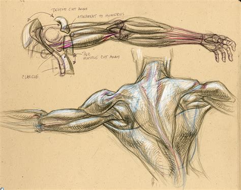 Anatomy Muscle Studies Drawn At A Bodyworks Show More Formvolume Was