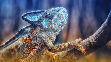 4k Lizards Wallpapers High Quality Download Free