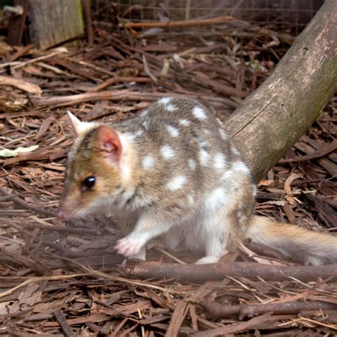 Eastern Quoll Facts Diet Habitat And Pictures On Animaliabio Quoll