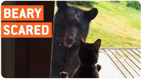 Cat Scares The St Out Of Bear Youtube