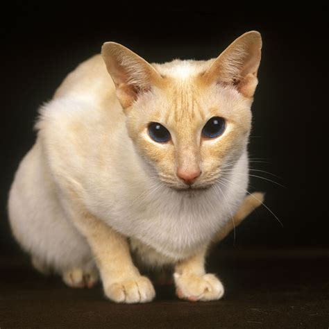 What Are Siamese Flame Point Cats Faq And Pictures Thecatsite Articles