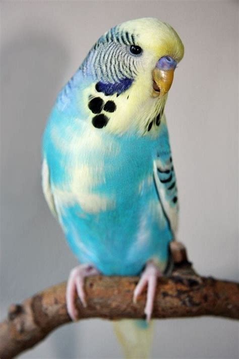 Blue Budgie Budgie Parakeet Budgies Bird Parakeets Parrots Budgie