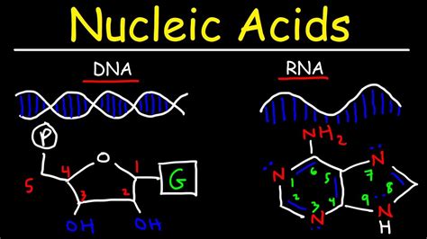 Nucleic Acids Rna And Dna Structure Biochemistry Youtube