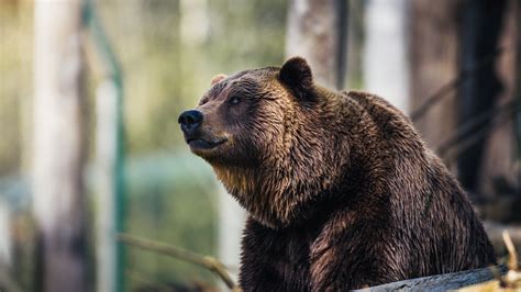 Download 1366x768 Wallpaper Predator Wildlife Bear Furry Tablet