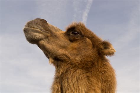 Free Photo Brown Camel Animal Large Wild Free Download Jooinn