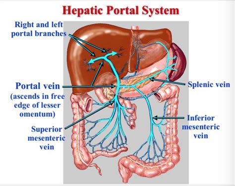 Hepatic Portal System Receives Blood From The Tissues Supplied By The