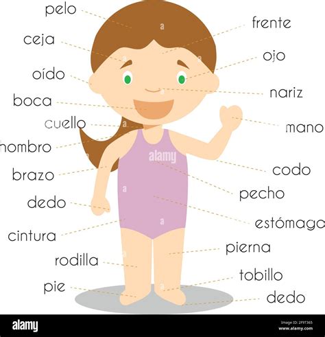 Vocabulario De Partes Del Cuerpo Humano En Español Ilustración Vector