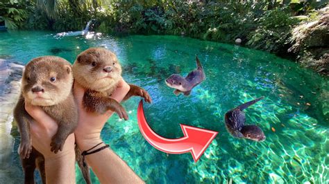 Baby Otters Go Swimming In Giant Freshwater Lagoon What Happens
