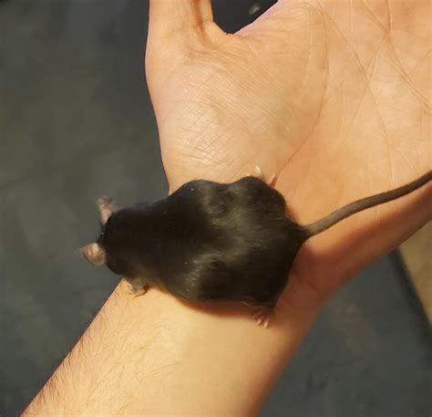 Is This Mouse Pregnant Petmice