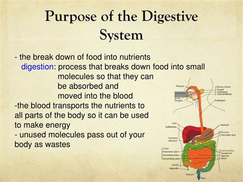 Ppt Purpose Of The Digestive System Powerpoint Presentation Free