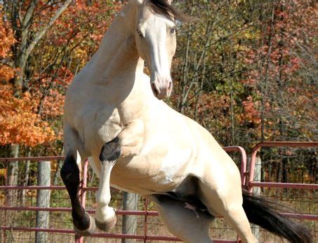 Duallys bluesonofagun (sonofagun) burlington, new jersey 08016 usa 2019 cremello apha paint colt $9,500. River is a 16h Buckskin/Dun Overo Stallion with ice blue eyes and black eyeliner. | Horses ...