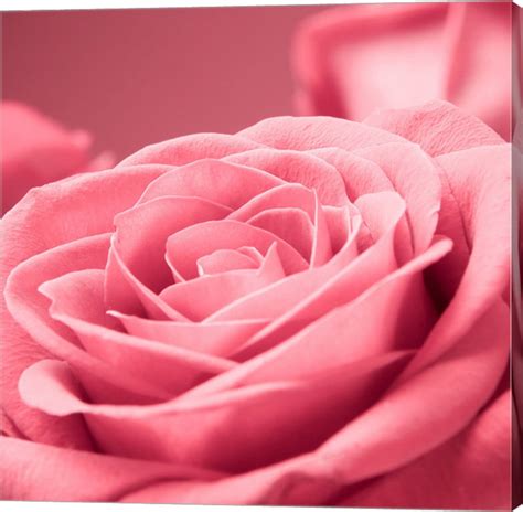 Pink Rose 1 By Photoinc Studio Canvas Wall Art