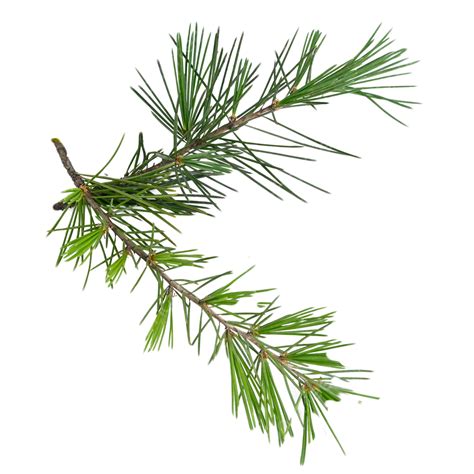 Pine Leaves Tree Natural Plants Pine Leaves Photosynthesis Fallen