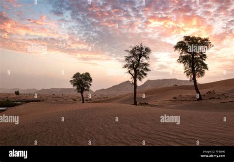 Beautiful Sunrise In Arabian Desert With Trees Stock Photo Alamy