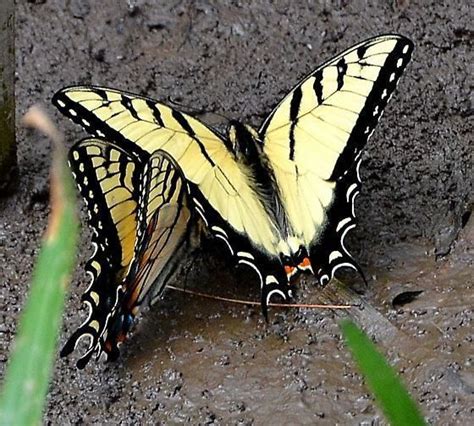 Papilio Appalachiensis Alchetron The Free Social Encyclopedia