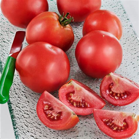 Tomato Early Girl Hybrid Plantnmore