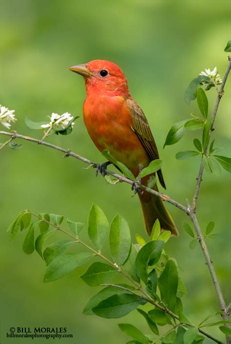 Summer Tanager Bill Morales Photography