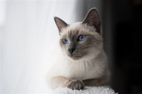 Blue Point Siamese Cat Info Pictures Characteristics And Facts Hepper