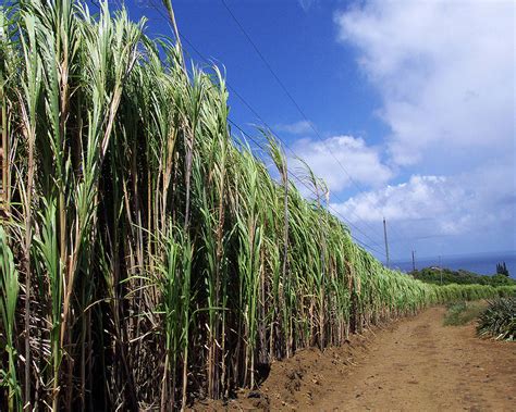 Sugar Cane Field On Maui Photograph By Daniel Baralt Pixels