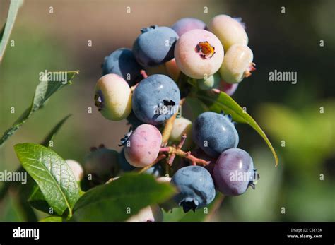 A Bunch Of Ripe And Unripe Blueberries Stock Photo Alamy