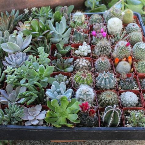 Water the cactus around once a month, depending on where you live and your climate. THIRTY SIX (36) Succulent & Cactus Collection Awesome for ...