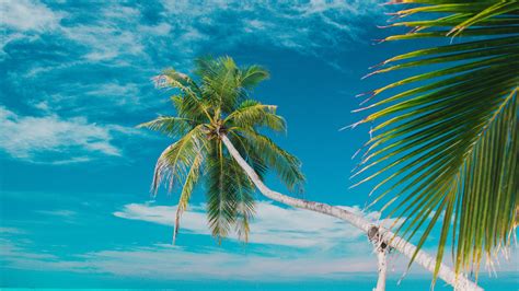 Download Wallpaper 3840x2160 Beach Sea Palm Trees