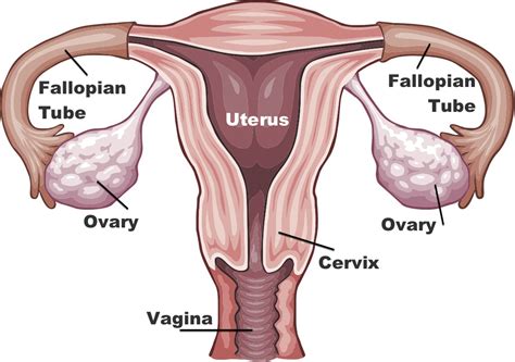 Ovarian Cysts Causes Symptoms And Treatment Live Science