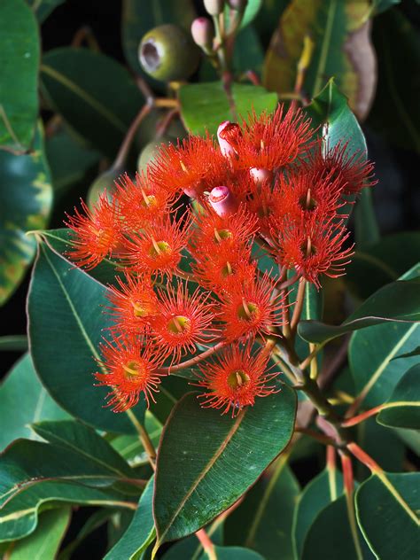 You just need to know what to look out for. Corymbia ficifolia - Wikipedia