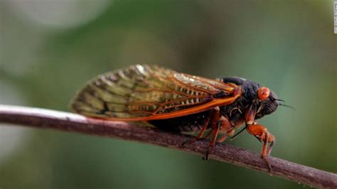 Cicadas Millions Will Emerge After 17 Years Underground Cnn