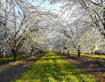 Extremely early blooming makes almonds susceptible to killing frosts. Almond Farm | Almond farm, Garden orchard, Scenery
