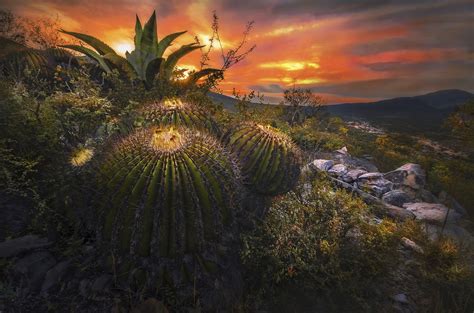 Download Sunset Nature Landscape Plant Cactus Hd Wallpaper