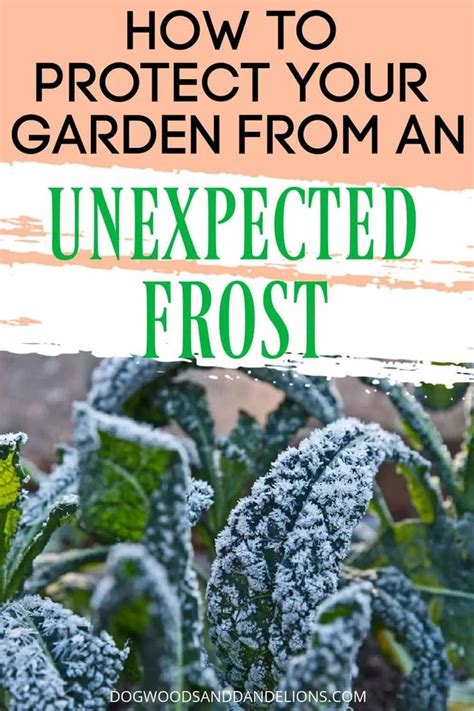 Cold protection for garden vegetable plants. Frost Protection For Your Garden in 2020 | Gardening for ...