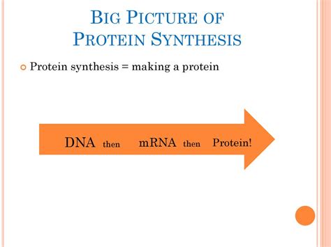 The Structure And Function Of Dna Rna And Protein Ppt Download