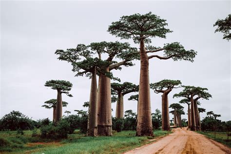 Species Of The Week African Baobab Tree One Earth