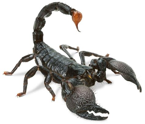 15 Scorpion Facts And Faqs Every Homeowner Should Know