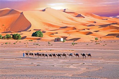 Caravana De Camelos No Deserto Do Saara Sul Da Tunísia Banco De Imagens