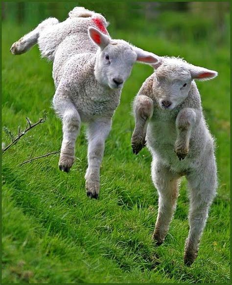Baby Lambs Jumping Baby Animals Pinterest Happy