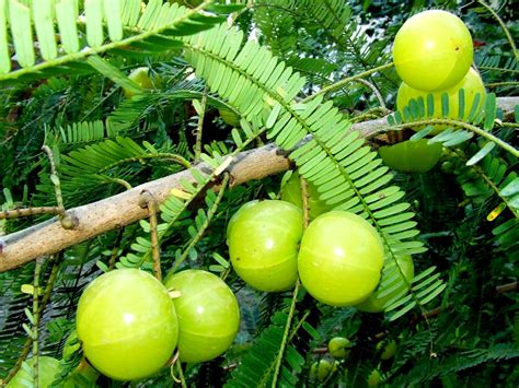 Amalaki Phyllanthus Emblica A Rich Food Source Of Natural Vitamin C