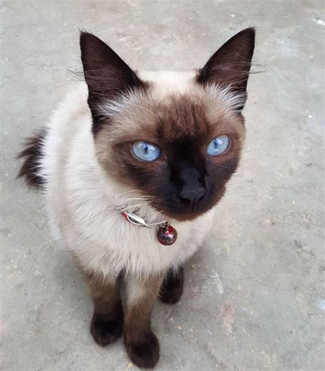 38 Best Names For Siamese Cats With Blue Eyes The Paws