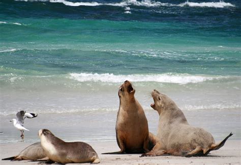 Western Australian Sea Lions Infected With High Rate Of Giardia