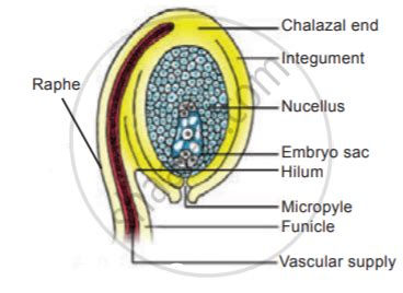 With A Suitable Diagram Explain The Structure Of An Ovule Botany