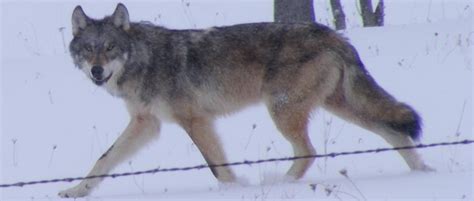 Wolf Depredation Explained International Wolf Center