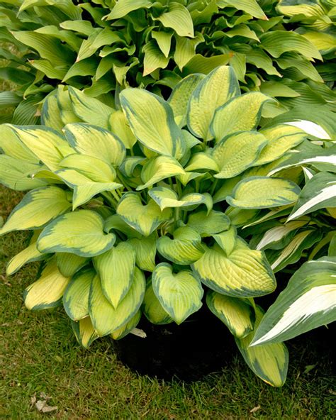 Hosta Pauls Glory Bare Roots — Buy Plantain Lilies Online At Farmer