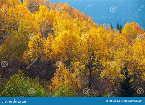 Colorful Trees In The Mountains Of Svaneti In The Fall Beautiful