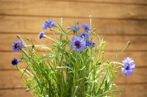 Perhaps he is saying, here's something beautiful for a beautiful person, or he's making a 2. Cornflower