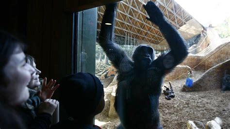 New Leader Enters Hairy New World At Toronto Zoo The Globe And Mail