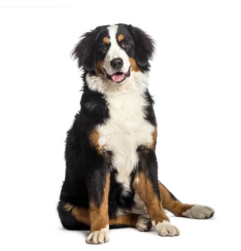 Bernese Mountain Dog 1 Year Old Sitting In Front Of White Background