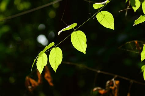 Free Images Tree Nature Branch Light Glowing Leaf